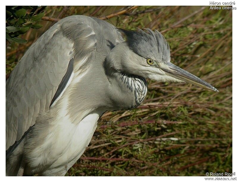 Grey Heronadult post breeding