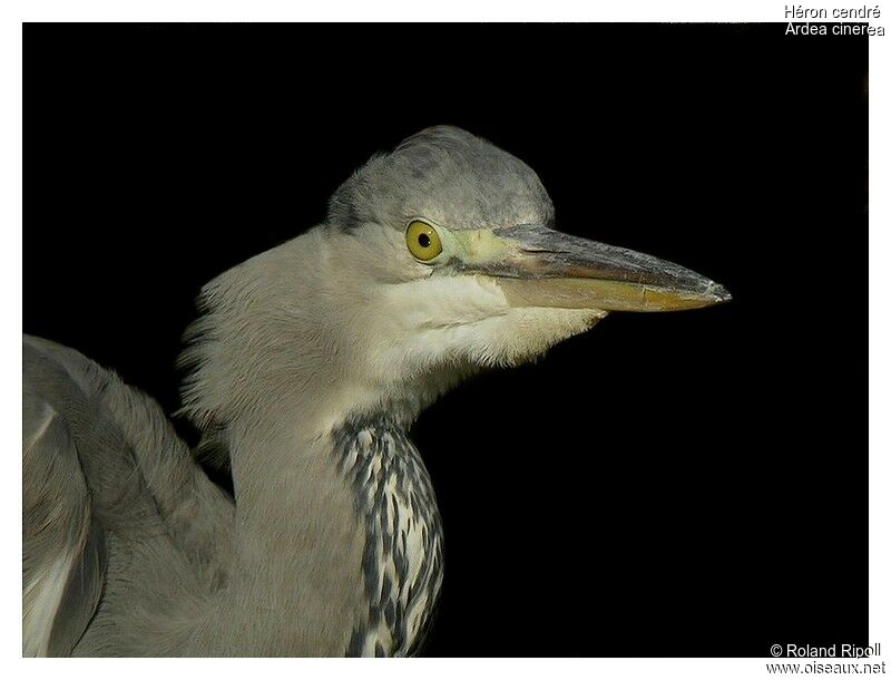 Grey Heronadult post breeding