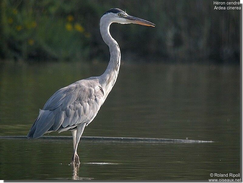 Grey Heronadult breeding