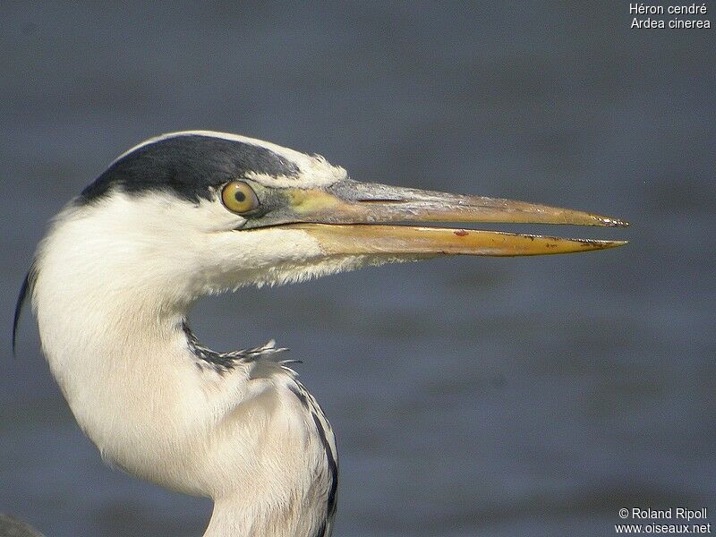 Grey Heronadult breeding