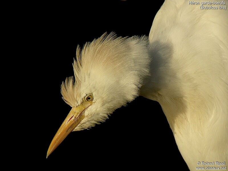 Western Cattle Egret