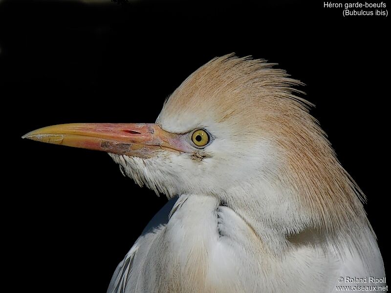 Western Cattle Egret