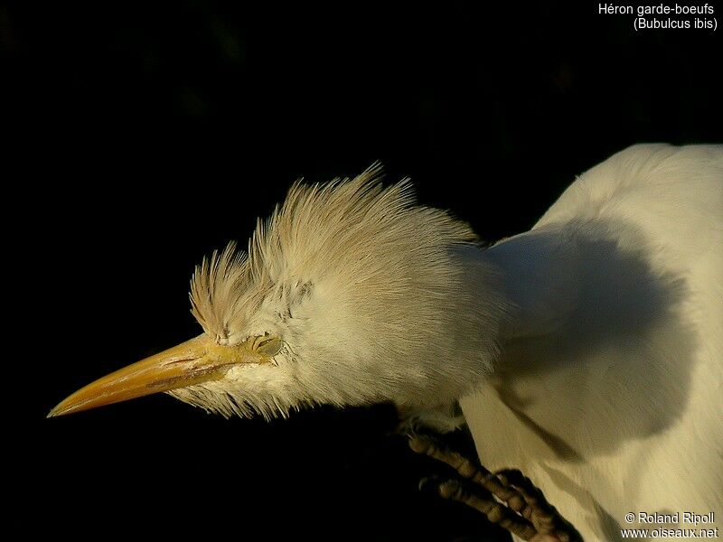 Western Cattle Egret