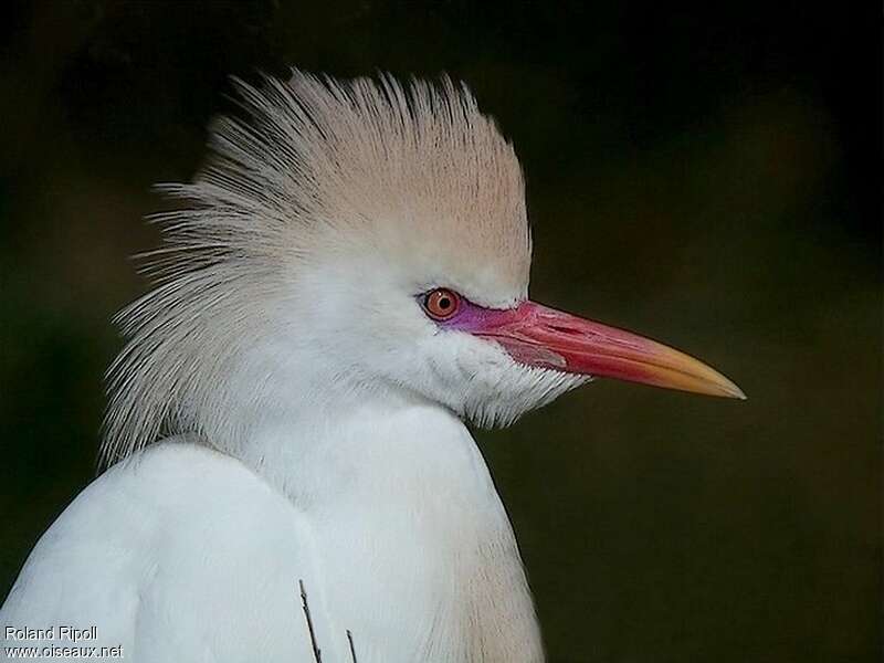 Western Cattle Egretadult breeding, close-up portrait