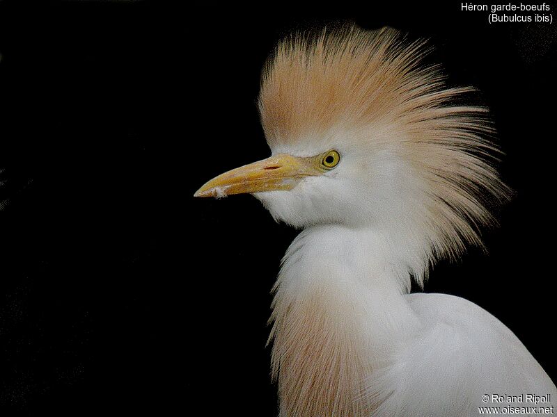 Western Cattle Egret