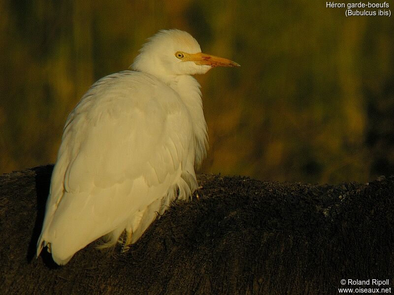 Western Cattle Egret