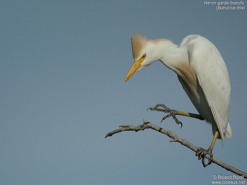 Western Cattle Egret