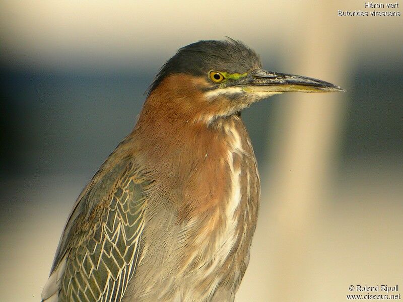 Green Heronadult