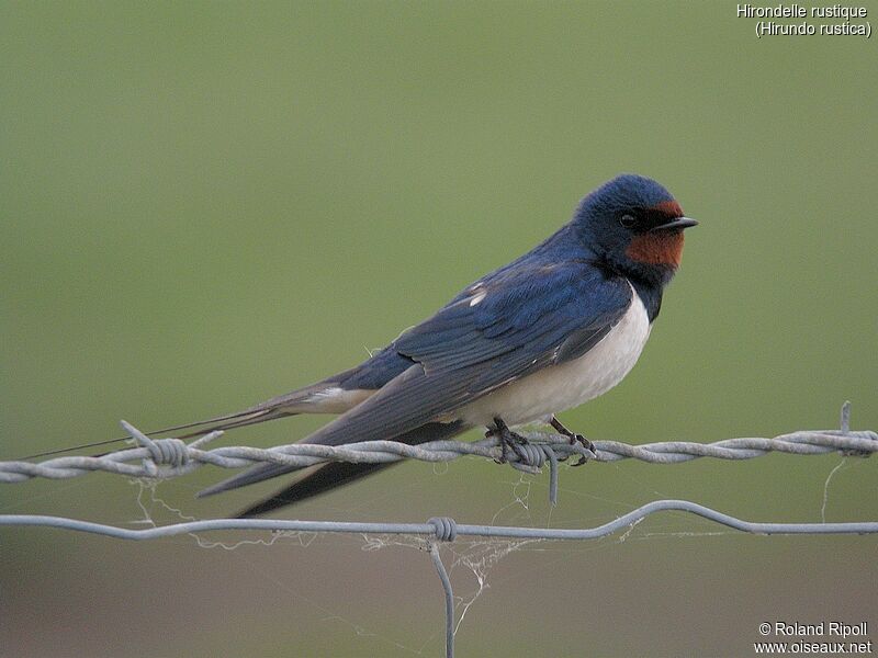 Barn Swallow, identification