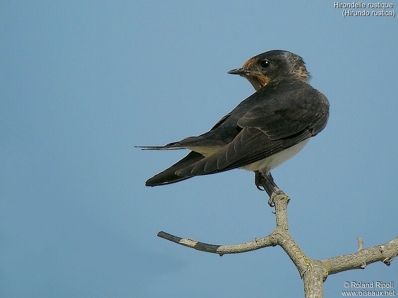 Barn Swallow