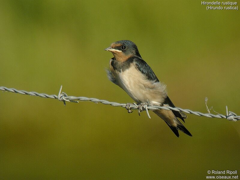 Barn Swallowjuvenile