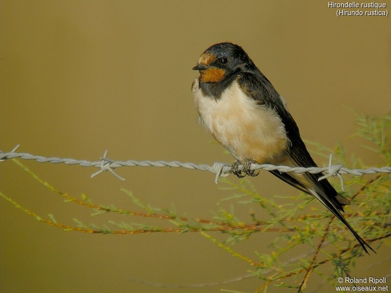 Barn Swallow