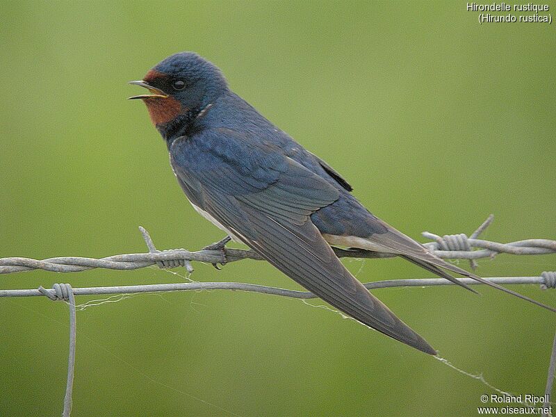 Barn Swallowadult