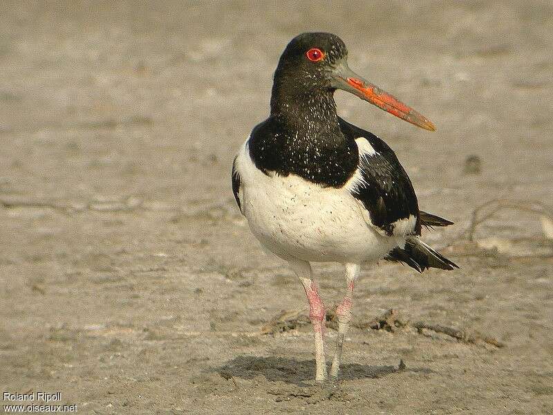 Eurasian Oystercatcheradult breeding, fishing/hunting