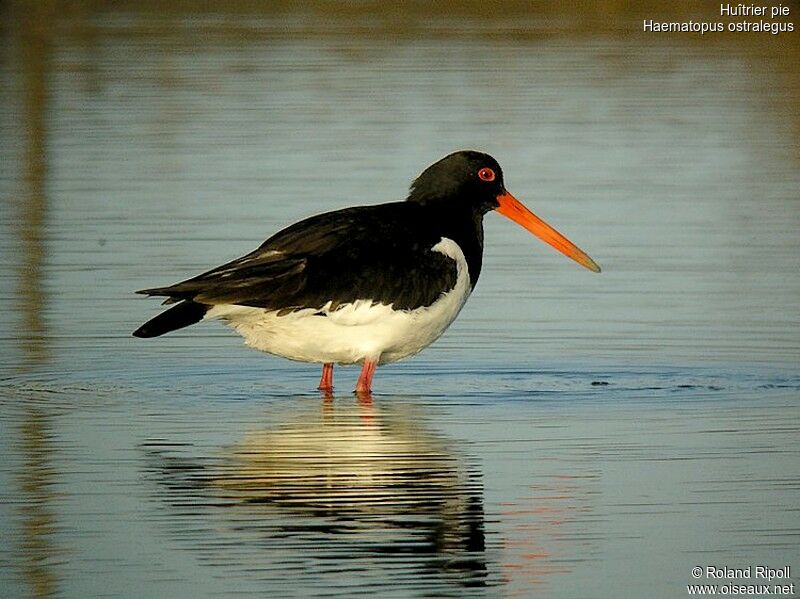 Eurasian Oystercatcheradult breeding