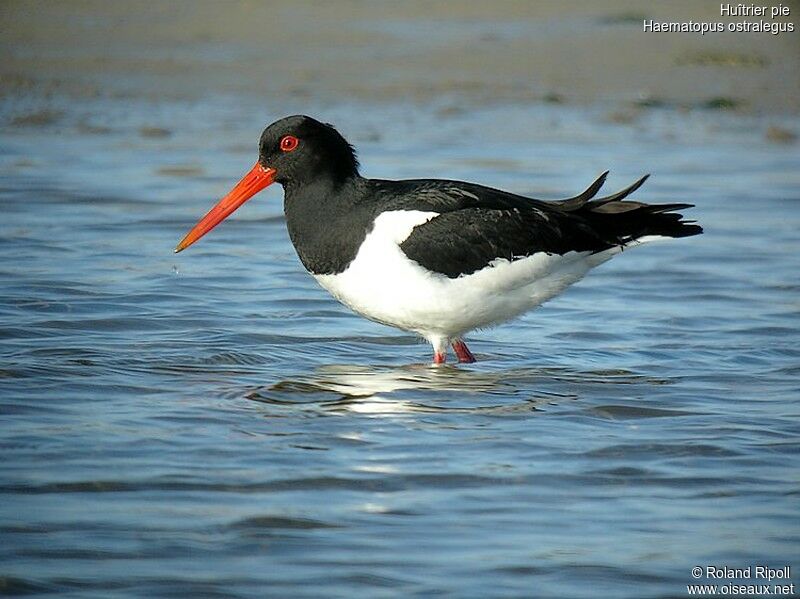 Eurasian Oystercatcheradult breeding