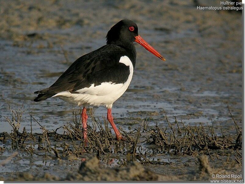 Eurasian Oystercatcheradult breeding