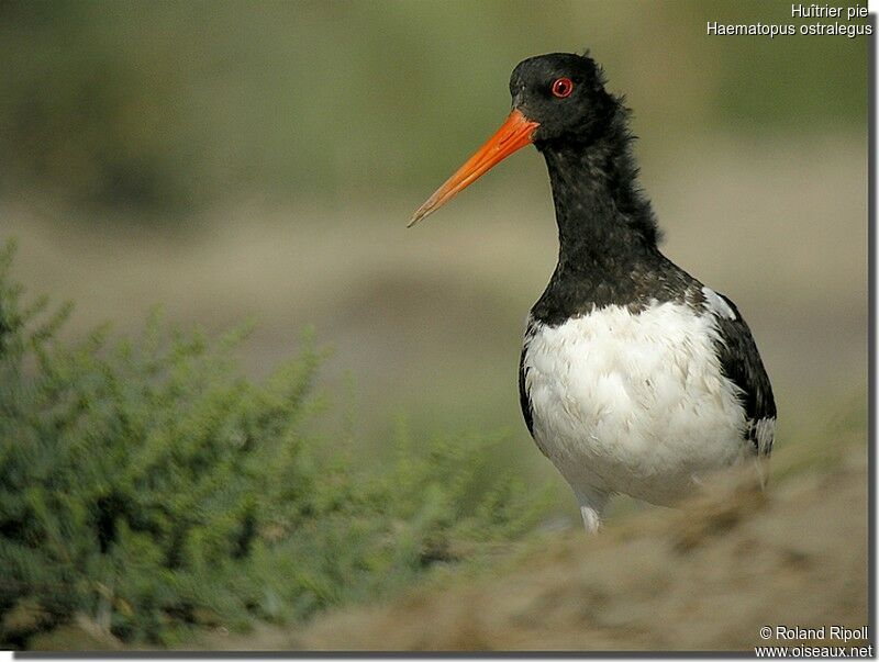 Eurasian Oystercatcheradult breeding