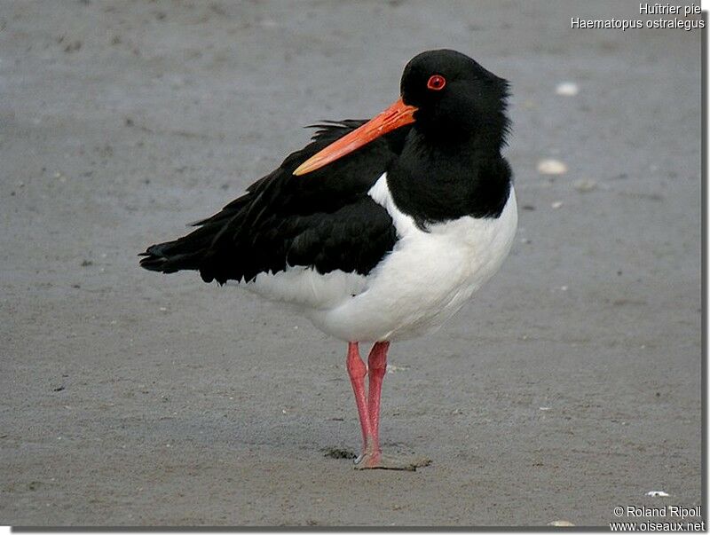 Eurasian Oystercatcheradult breeding