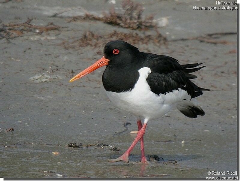 Eurasian Oystercatcheradult breeding