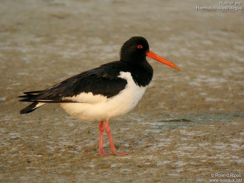 Eurasian Oystercatcheradult breeding