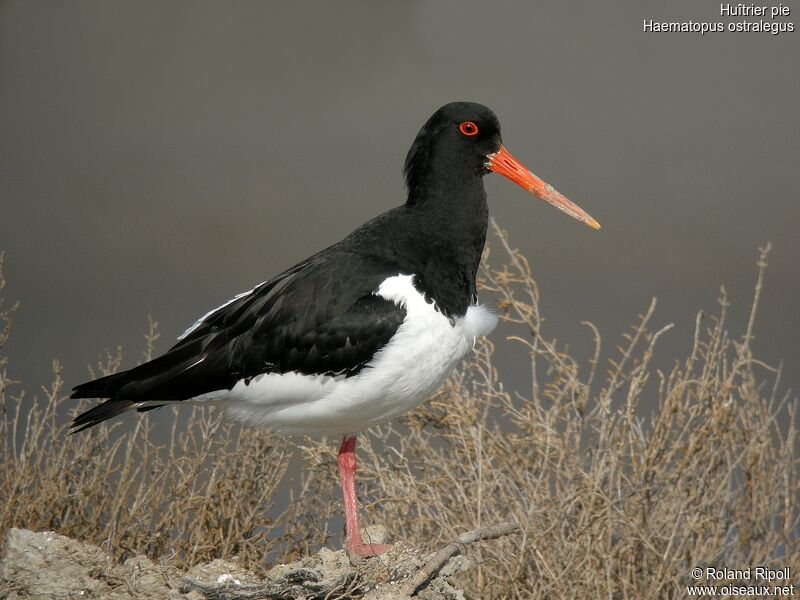 Eurasian Oystercatcheradult breeding