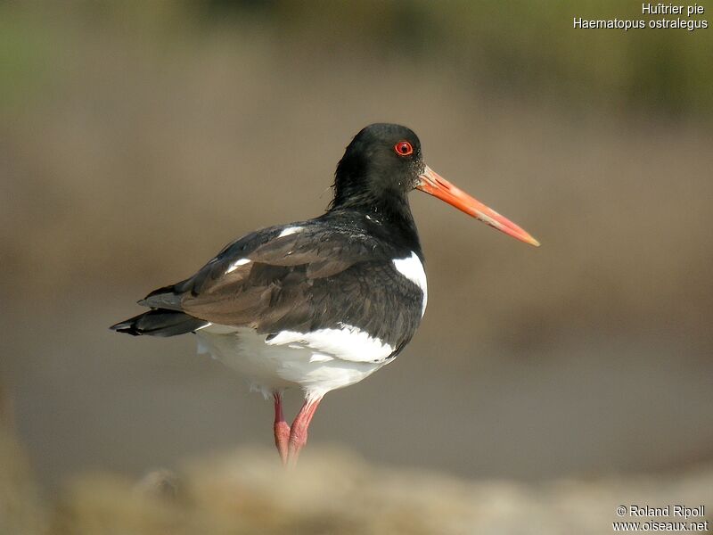 Eurasian Oystercatcheradult breeding