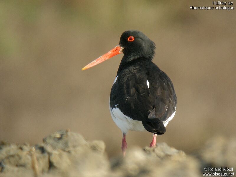 Eurasian Oystercatcheradult breeding