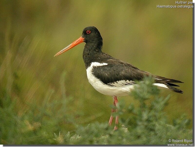 Eurasian Oystercatcheradult breeding