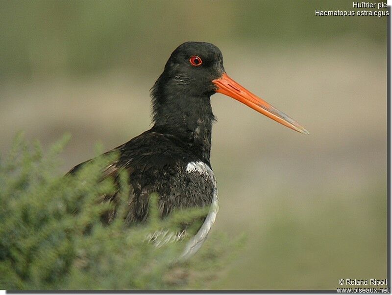 Eurasian Oystercatcheradult breeding