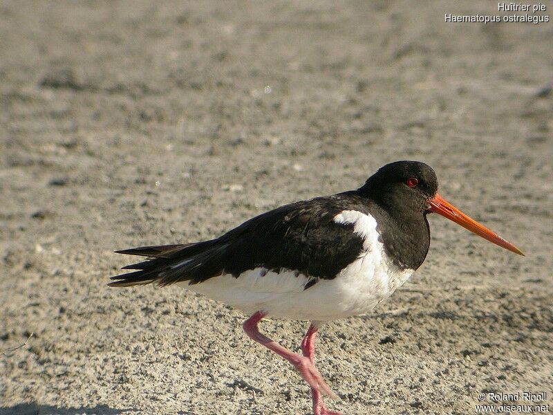 Eurasian Oystercatcheradult breeding