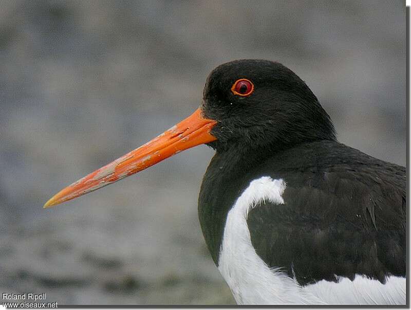 Eurasian Oystercatcheradult breeding, close-up portrait