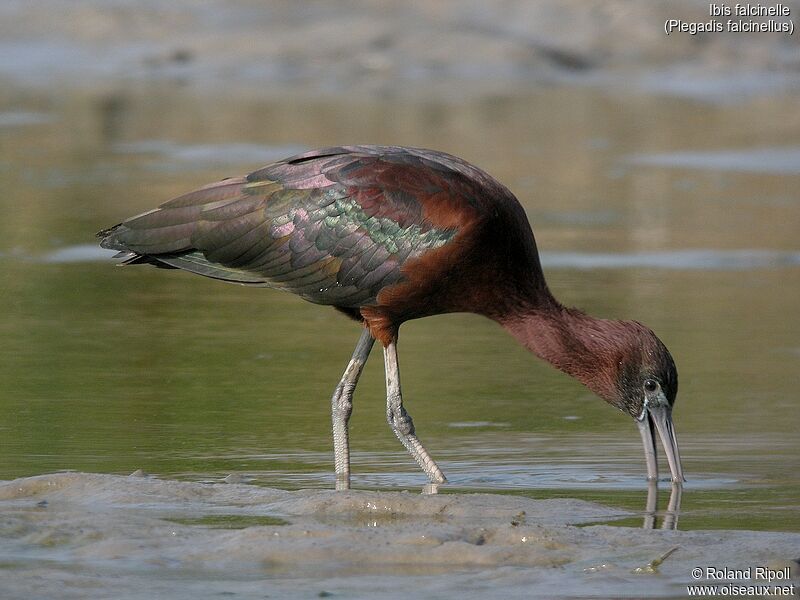 Ibis falcinelle, marche, mange