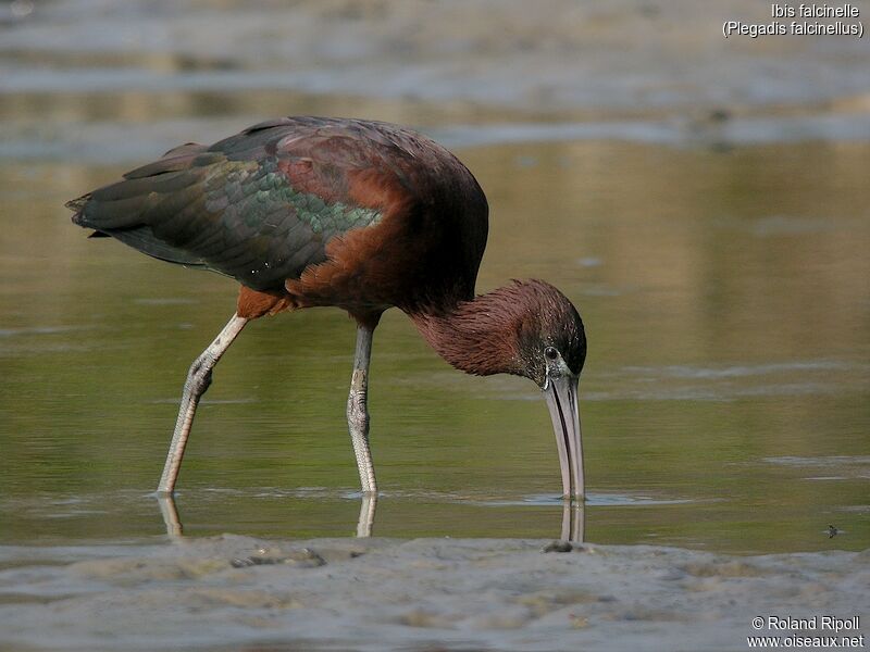 Ibis falcinelle, marche, mange