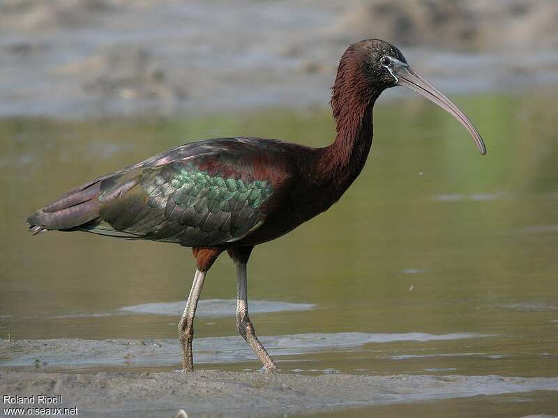 Ibis falcinelleadulte nuptial, identification