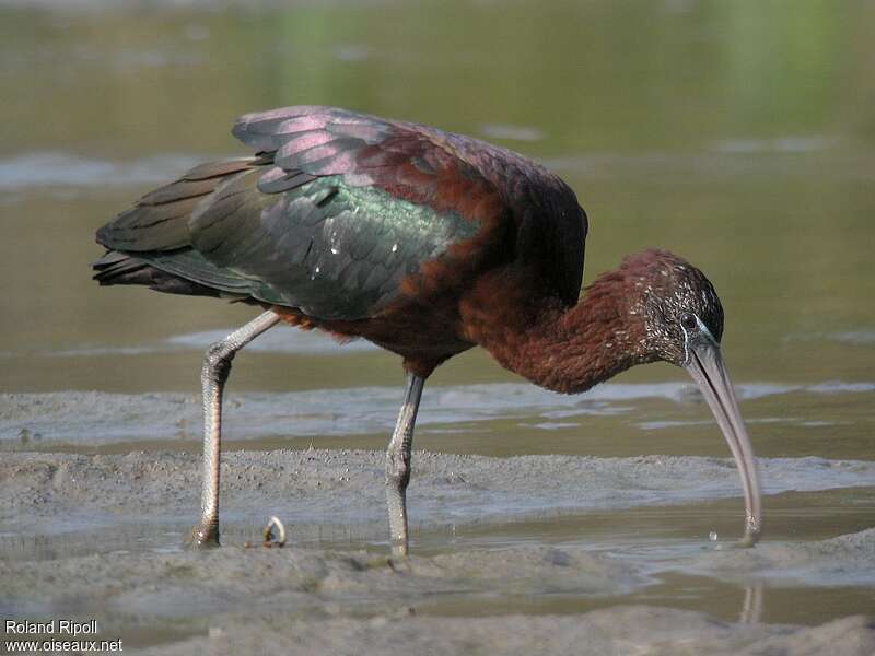 Ibis falcinelleadulte nuptial, pêche/chasse