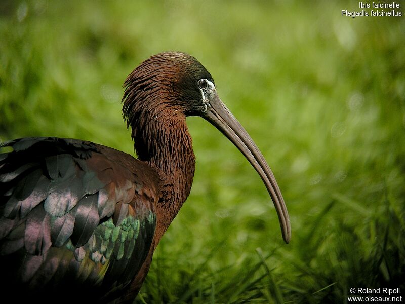 Ibis falcinelle