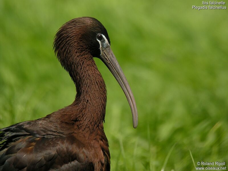 Glossy Ibis