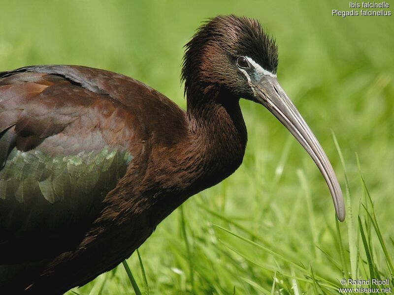 Ibis falcinelle