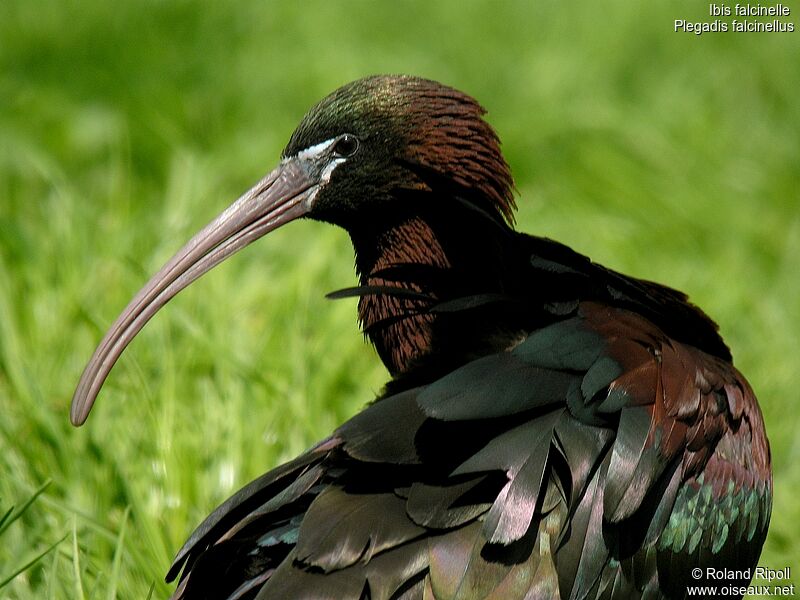 Ibis falcinelle