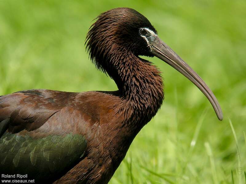 Ibis falcinelleadulte nuptial, portrait