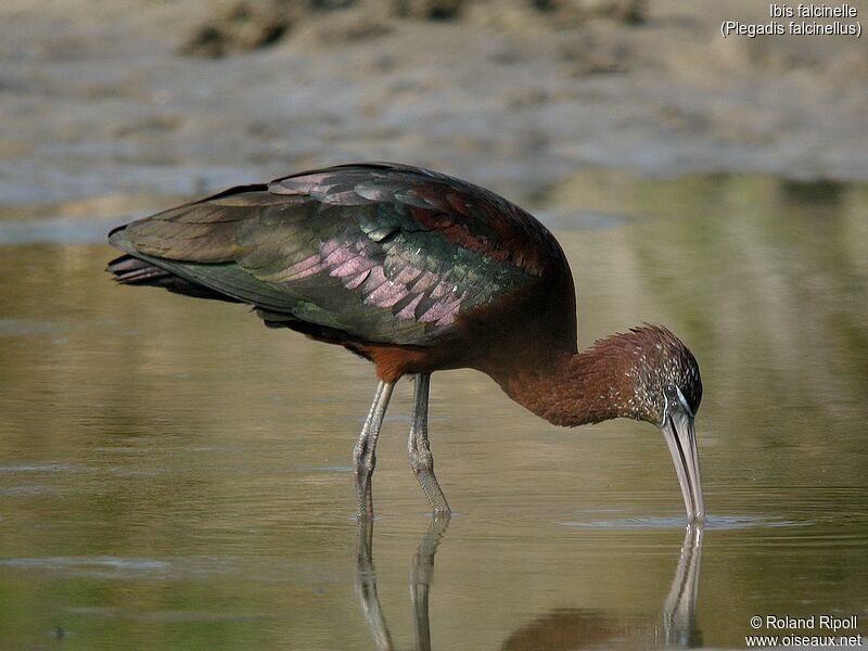 Ibis falcinelle, portrait, pigmentation, marche, mange