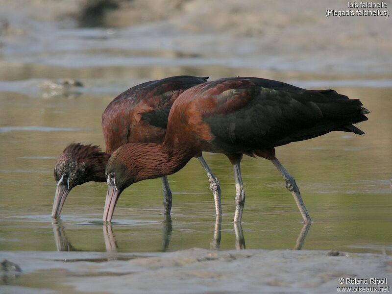 Glossy Ibis, walking, eats