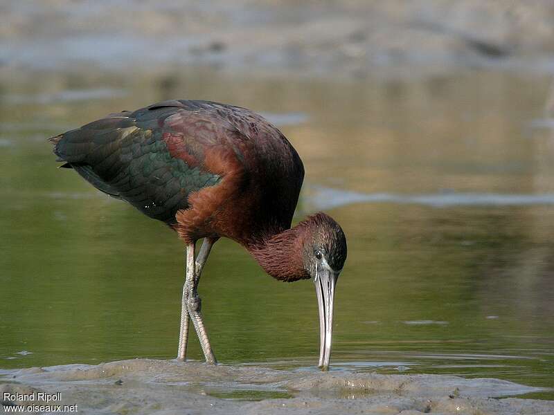 Ibis falcinelleadulte, marche, mange