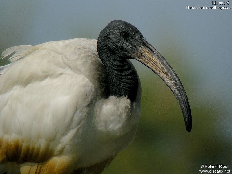 Ibis sacréadulte nuptial