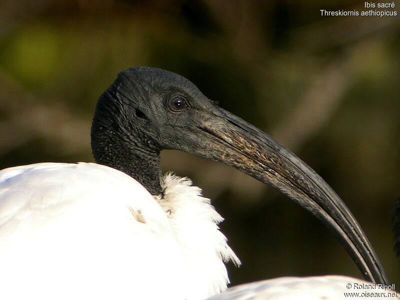 African Sacred Ibisadult