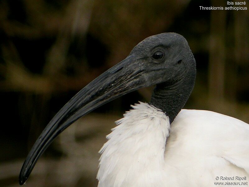 African Sacred Ibisadult post breeding