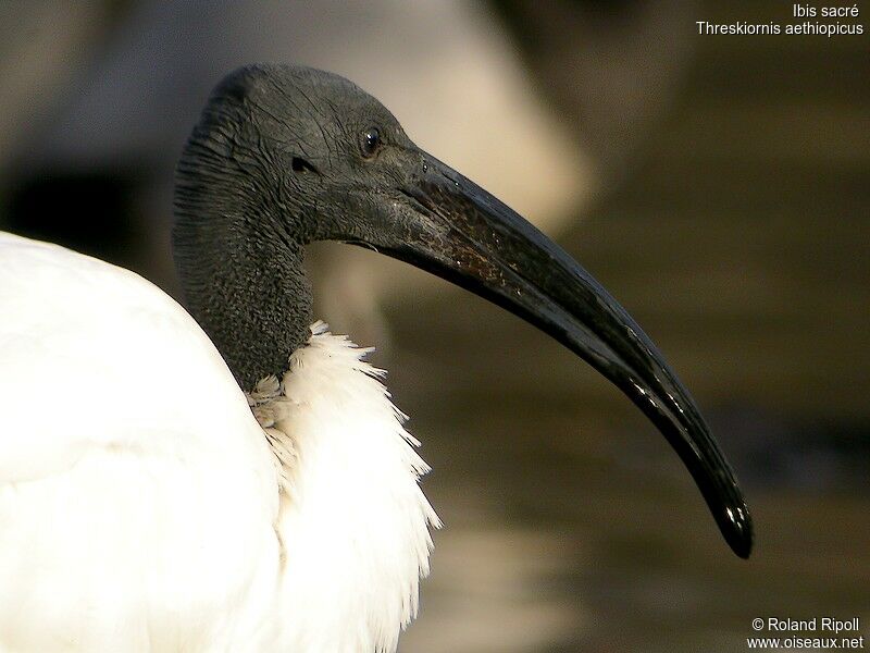 African Sacred Ibisadult post breeding