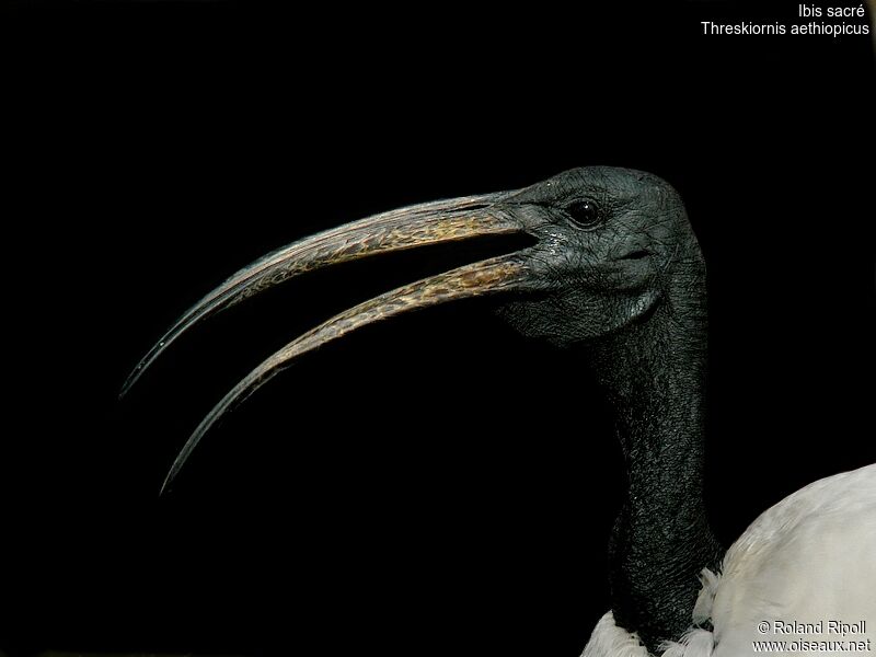 African Sacred Ibisadult, close-up portrait