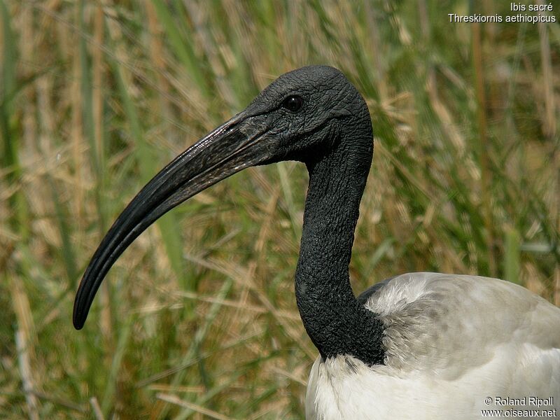 Ibis sacréadulte